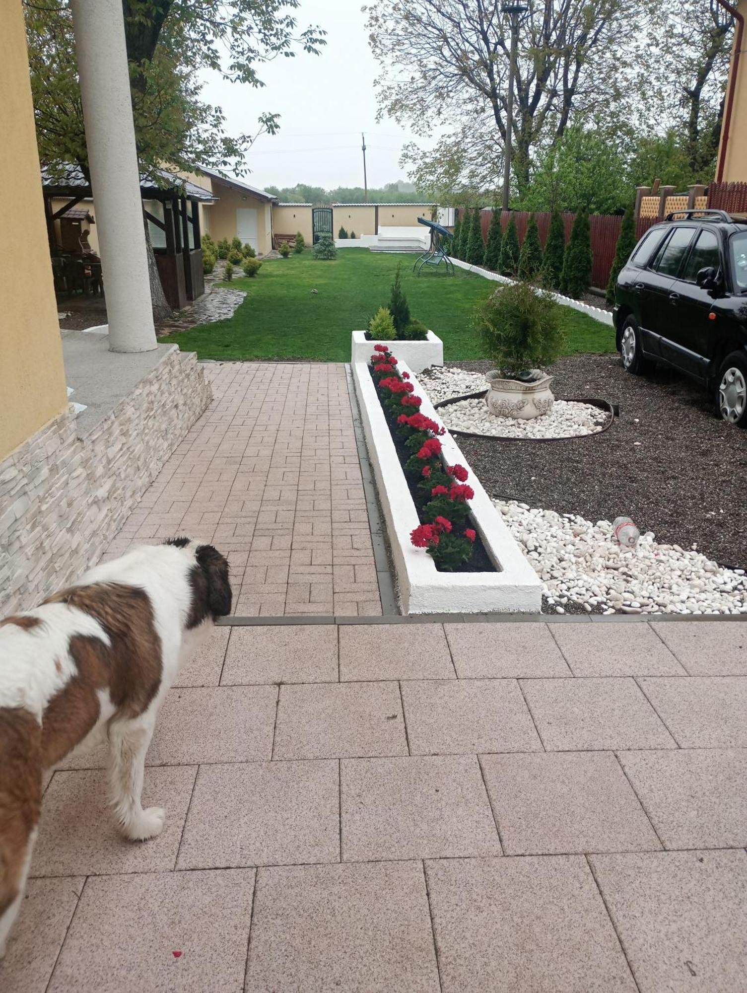 Izabella Guest House Săcele Dış mekan fotoğraf