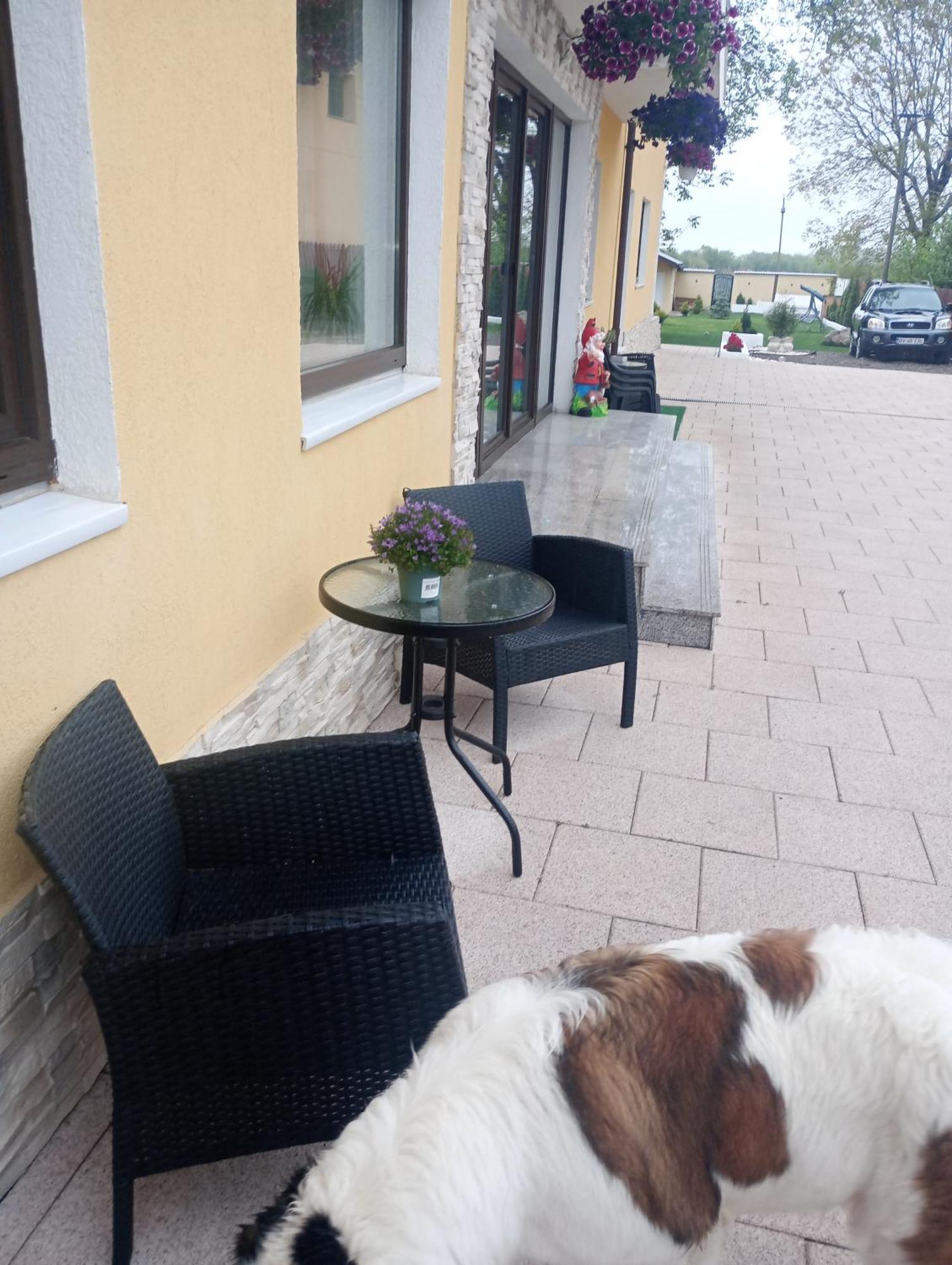 Izabella Guest House Săcele Dış mekan fotoğraf